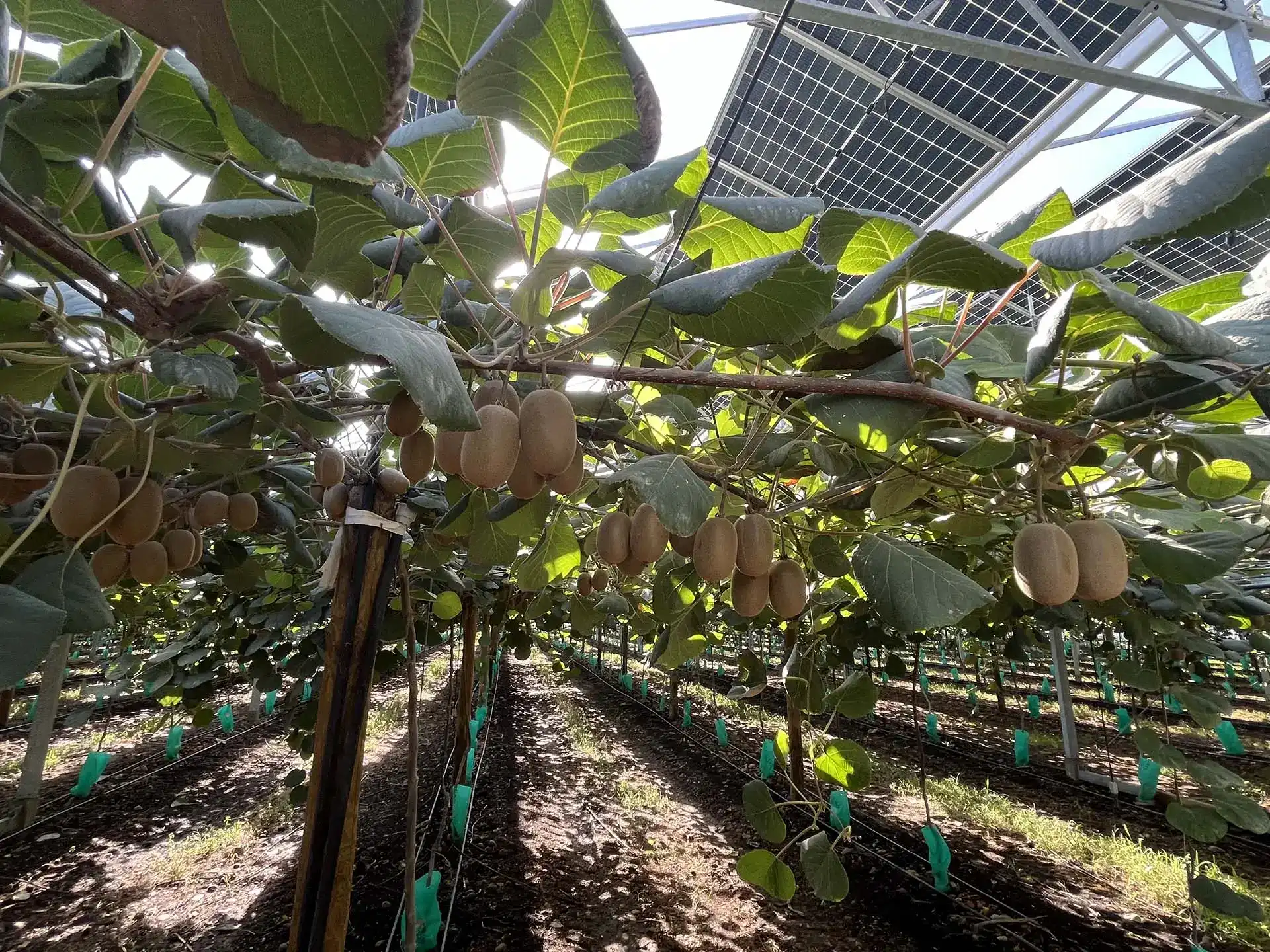 Serre agrivoltaïque REDEN - Domaine des Coteaux - culture de kiwis jaunes KIKOKA